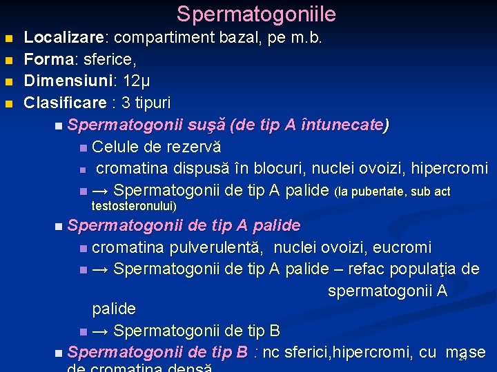 Spermatogoniile n n Localizare: compartiment bazal, pe m. b. Forma: sferice, Dimensiuni: 12µ Clasificare