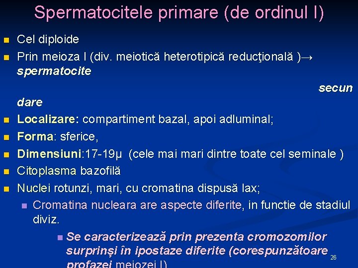 Spermatocitele primare (de ordinul I) n n Cel diploide Prin meioza I (div. meiotică