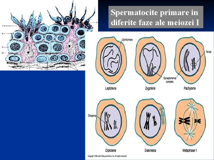 Spermatocite primare in diferite faze ale meiozei I 