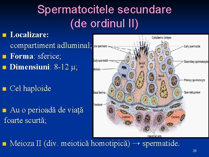 Spermatocitele secundare (de ordinul II) n Localizare: compartiment adluminal; Forma: sferice; Dimensiuni: 8 -12