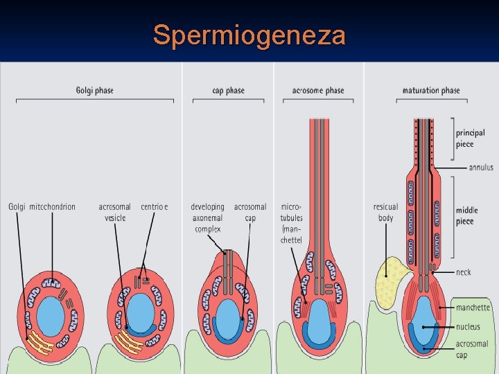 Spermiogeneza 35 