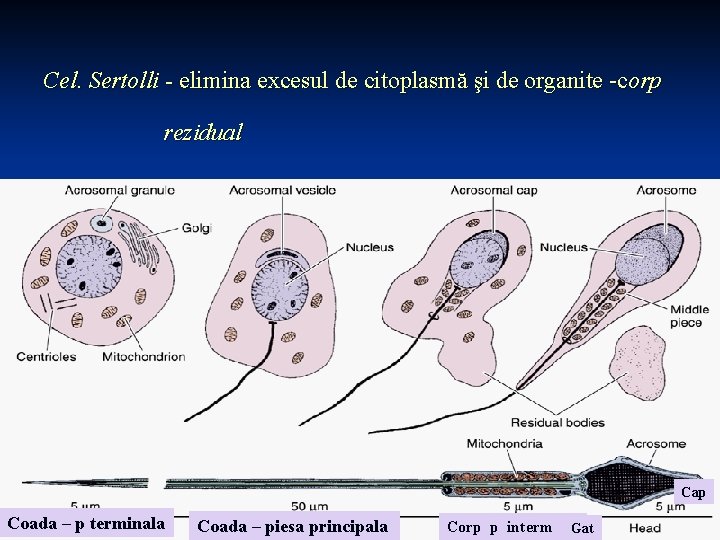 Cel. Sertolli - elimina excesul de citoplasmă şi de organite -corp rezidual Cap Coada