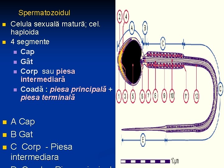 Spermatozoidul n n n Celula sexuală matură; cel. haploida 4 segmente n Cap n