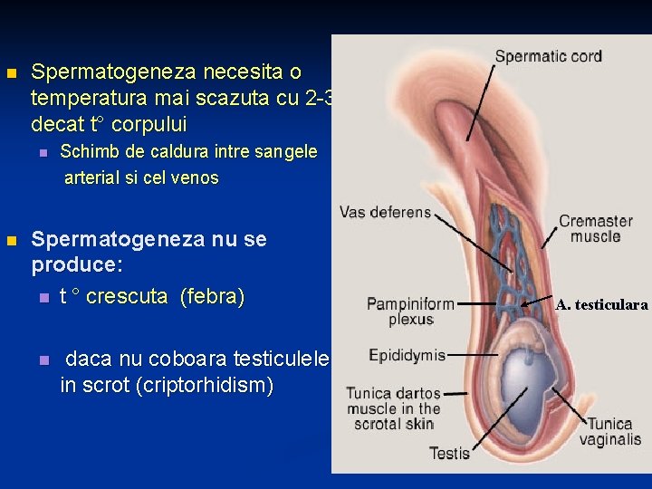 n Spermatogeneza necesita o temperatura mai scazuta cu 2 -3 ° decat t° corpului