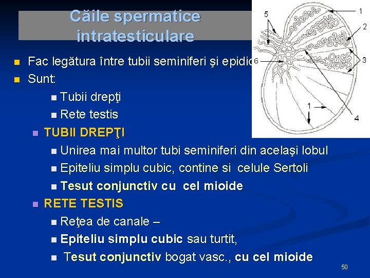 Căile spermatice intratesticulare n n Fac legătura între tubii seminiferi şi epididim Sunt: n