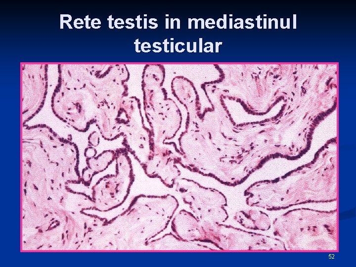 Rete testis in mediastinul testicular 52 