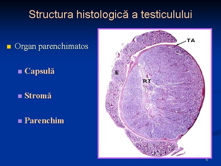 Structura histologică a testiculului n Organ parenchimatos n Capsulă n Stromă n Parenchim 5