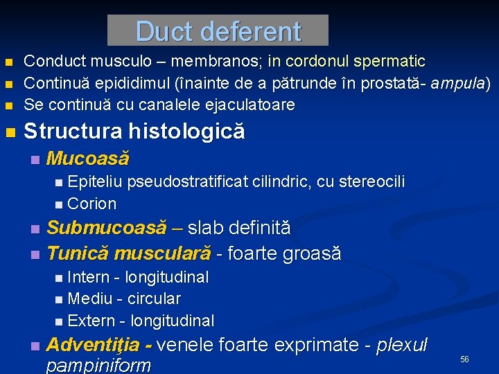 Duct deferent n Conduct musculo – membranos; in cordonul spermatic Continuă epididimul (înainte de