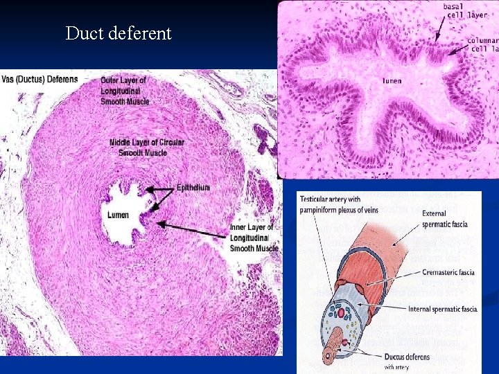 Duct deferent 57 