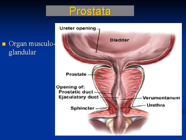 Prostata n Organ musculoglandular 60 