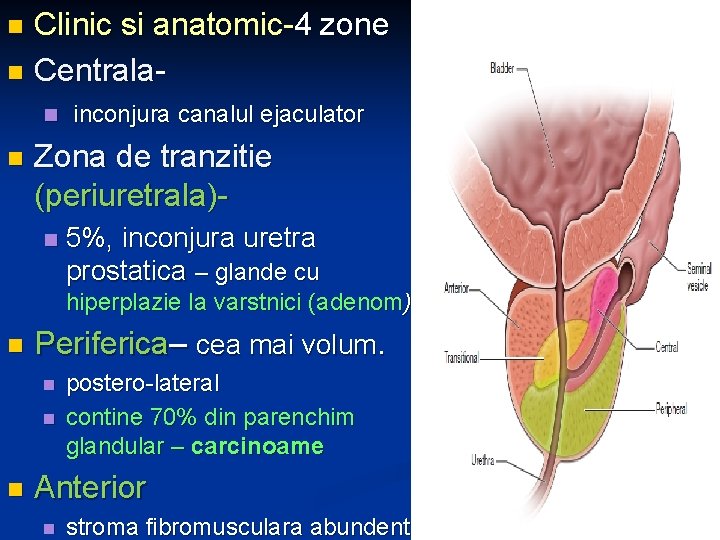 Clinic si anatomic-4 zone n Centralan n n inconjura canalul ejaculator Zona de tranzitie