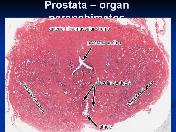 Prostata – organ parenchimatos 62 