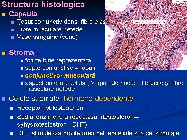 Structura histologica n Capsula n n Ţesut conjunctiv dens, fibre elastice Fibre musculare netede