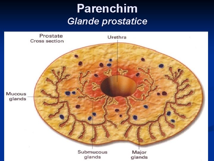 Parenchim Glande prostatice 65 