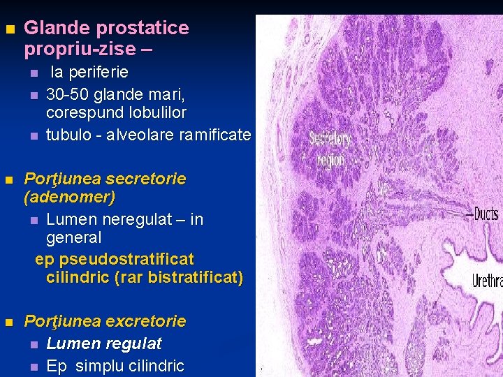 n Glande prostatice propriu-zise – n n n la periferie 30 -50 glande mari,