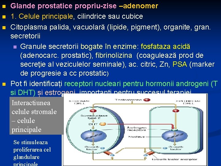n n Glande prostatice propriu-zise –adenomer 1. Celule principale, cilindrice sau cubice Citoplasma palida,