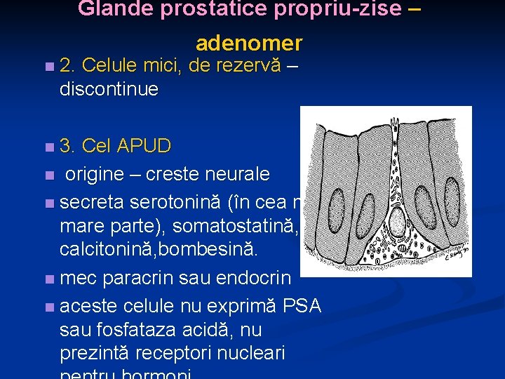 Glande prostatice propriu-zise – adenomer n 2. Celule mici, de rezervă – discontinue 3.