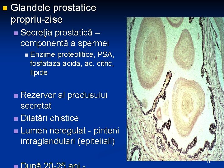 n Glandele prostatice propriu-zise n Secreţia prostatică – componentă a spermei n Enzime proteolitice,