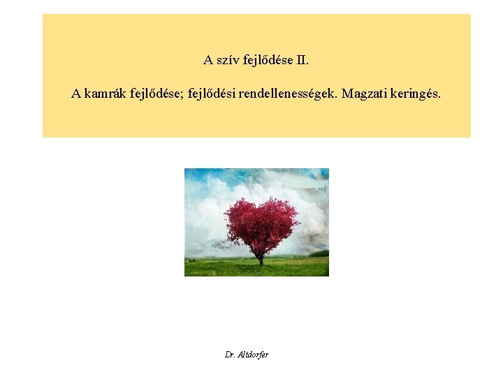 A szív fejlődése II. A kamrák fejlődése; fejlődési rendellenességek. Magzati keringés. Dr. Altdorfer 