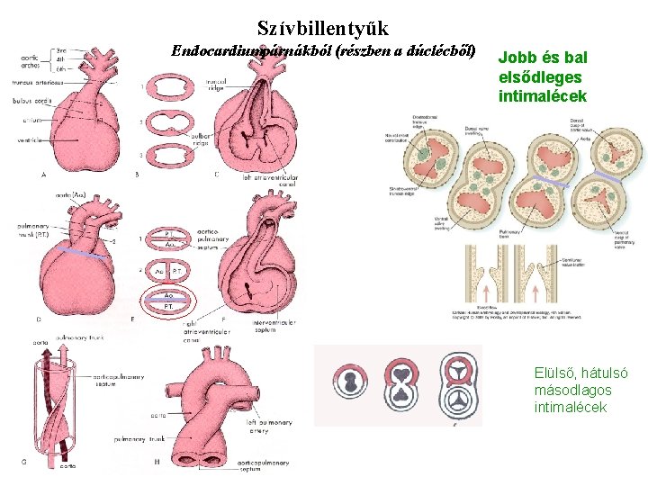 Szívbillentyűk Endocardiumpárnákból (részben a dúclécből) Jobb és bal elsődleges intimalécek Elülső, hátulsó másodlagos intimalécek