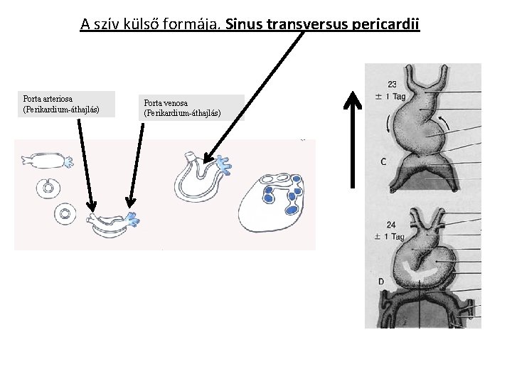 A szív külső formája. Sinus transversus pericardii Porta arteriosa (Perikardium-áthajlás) Porta venosa (Perikardium-áthajlás) 