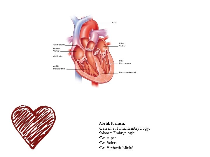 Ábrák forrása: • Larsen’s Human Embryology, • Moore: Embryologie • Dr. Alpár • Dr.