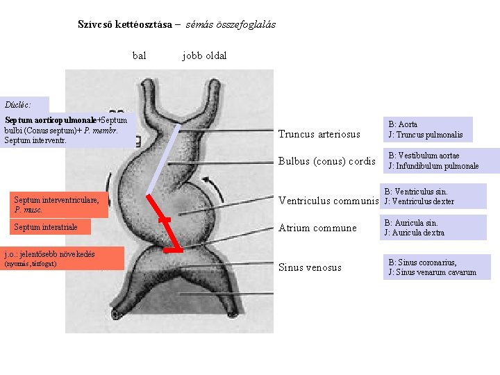 Szívcső kettéosztása – sémás összefoglalás bal jobb oldal Dúcléc: Septum aorticopulmonale+Septum bulbi (Conus septum)+