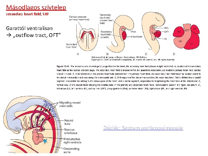 Másodlagos szívtelep secondary heart field, SHF Garattól ventralisan „outflow tract, OFT” Dúcléc: Septum aorticopulmonale