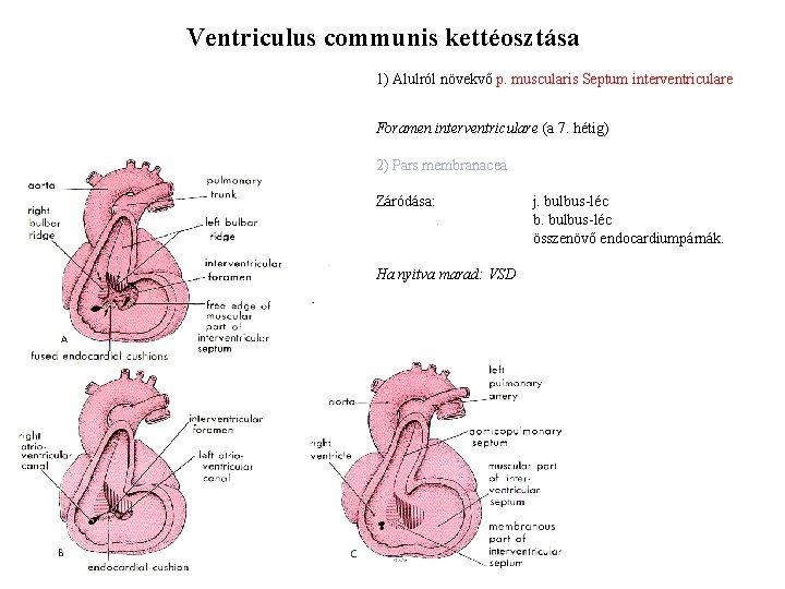 Ventriculus communis kettéosztása 1) Alulról növekvő p. muscularis Septum interventriculare Foramen interventriculare (a 7.