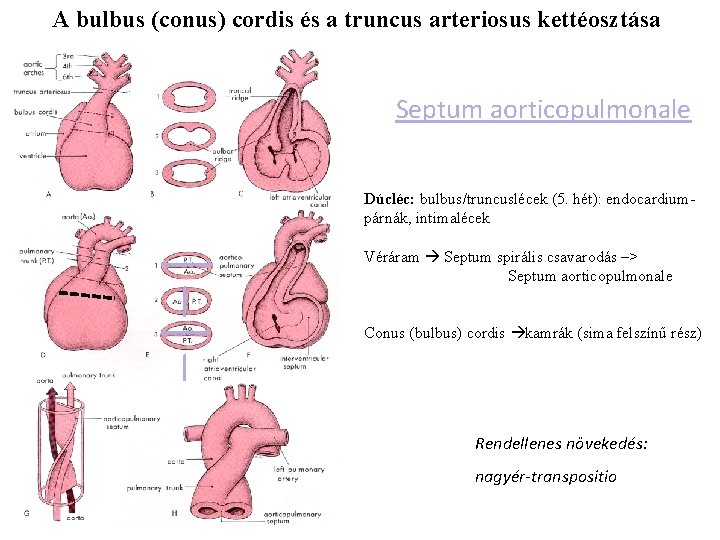 A bulbus (conus) cordis és a truncus arteriosus kettéosztása Septum aorticopulmonale Dúcléc: bulbus/truncuslécek (5.