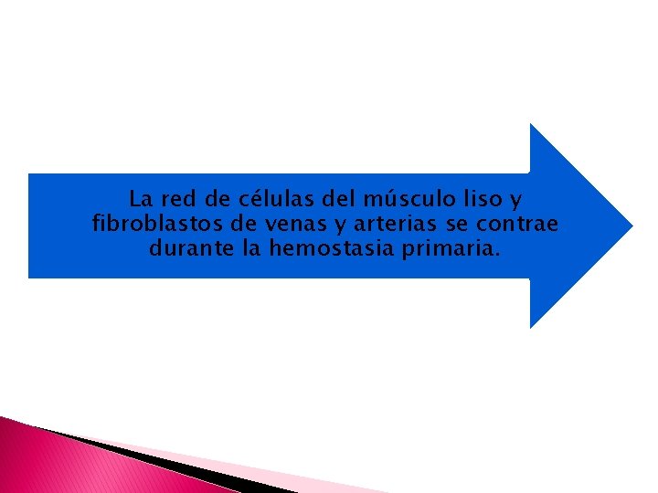 La red de células del músculo liso y fibroblastos de venas y arterias se