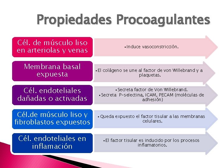 Propiedades Procoagulantes Cél. de músculo liso en arteriolas y venas Membrana basal expuesta •