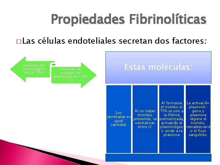 Propiedades Fibrinolíticas � Las células endoteliales secretan dos factores: Activador del plasminógeno tisular (TPA)