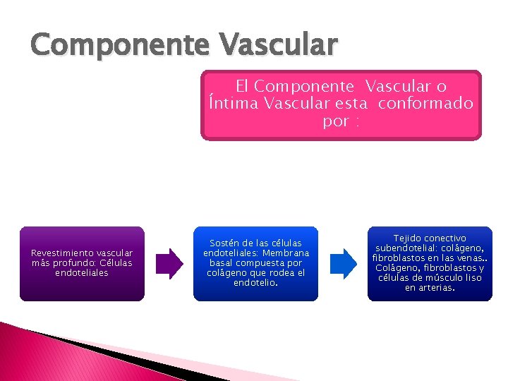 Componente Vascular El Componente Vascular o Íntima Vascular esta conformado por : Revestimiento vascular