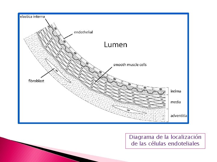 Diagrama de la localización de las células endoteliales Diagrama de la localización de las células endoteliales