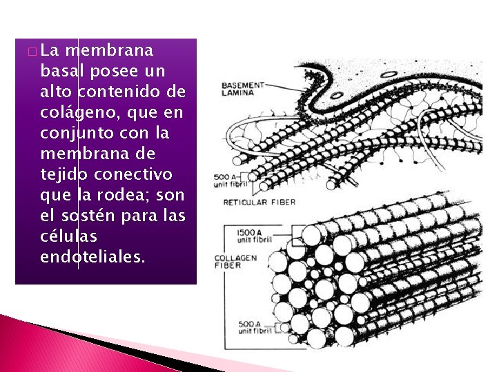 � La membrana basal posee un alto contenido de colágeno, que en conjunto con