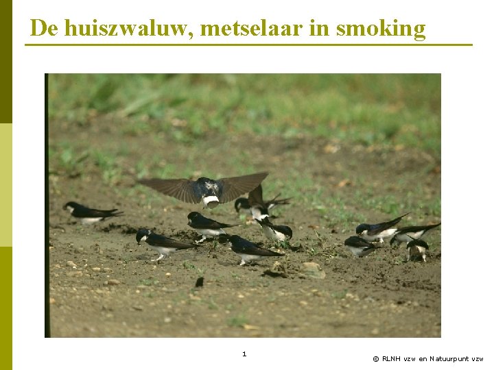 De huiszwaluw, metselaar in smoking 1 © RLNH vzw en Natuurpunt vzw 