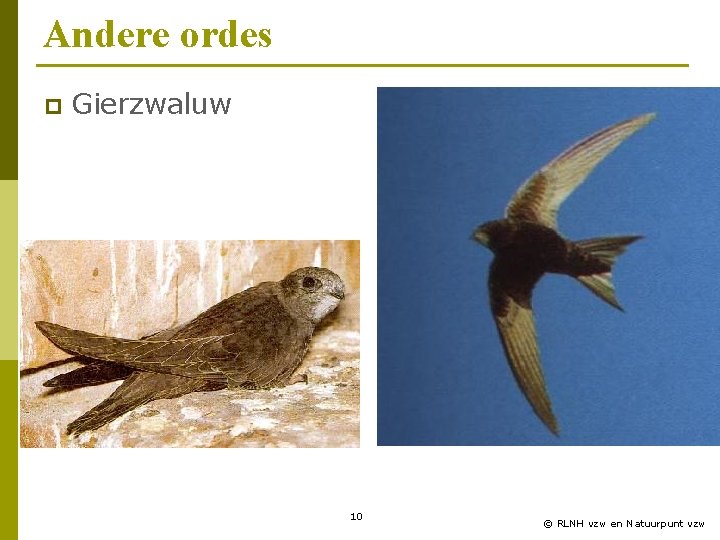 Andere ordes p Gierzwaluw 10 © RLNH vzw en Natuurpunt vzw 