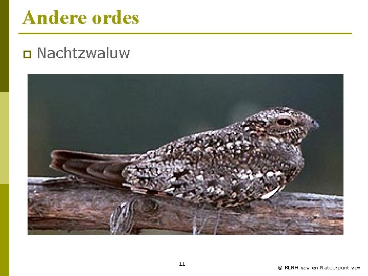 Andere ordes p Nachtzwaluw 11 © RLNH vzw en Natuurpunt vzw 