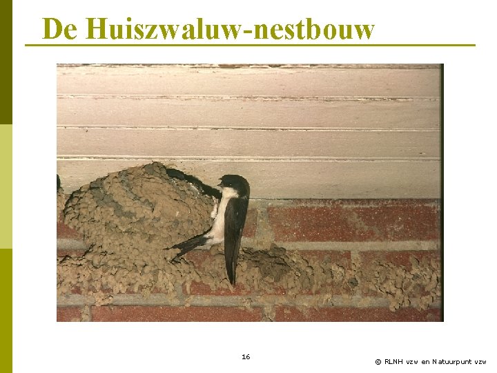 De Huiszwaluw-nestbouw 16 © RLNH vzw en Natuurpunt vzw 