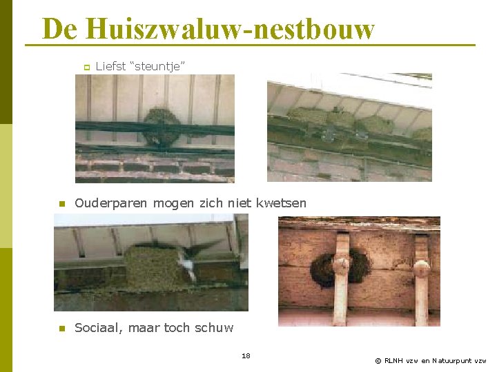 De Huiszwaluw-nestbouw p Liefst “steuntje” n Ouderparen mogen zich niet kwetsen n Sociaal, maar