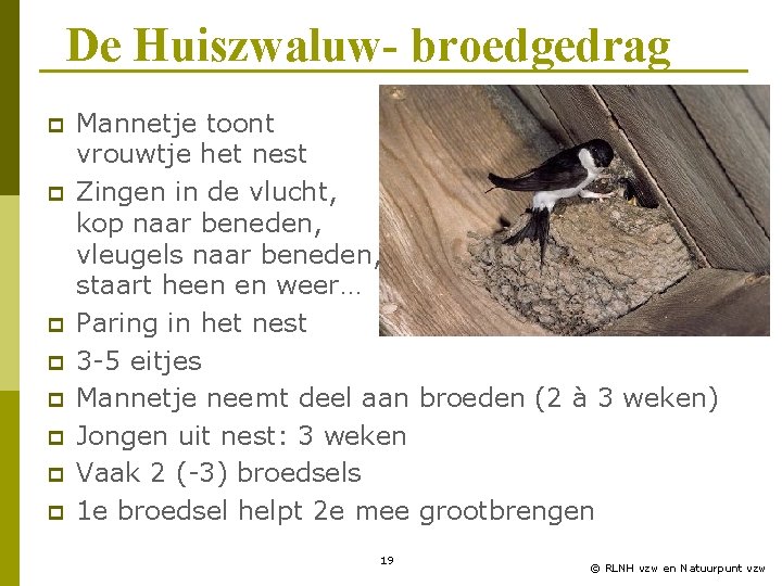 De Huiszwaluw- broedgedrag p p p p Mannetje toont vrouwtje het nest Zingen in