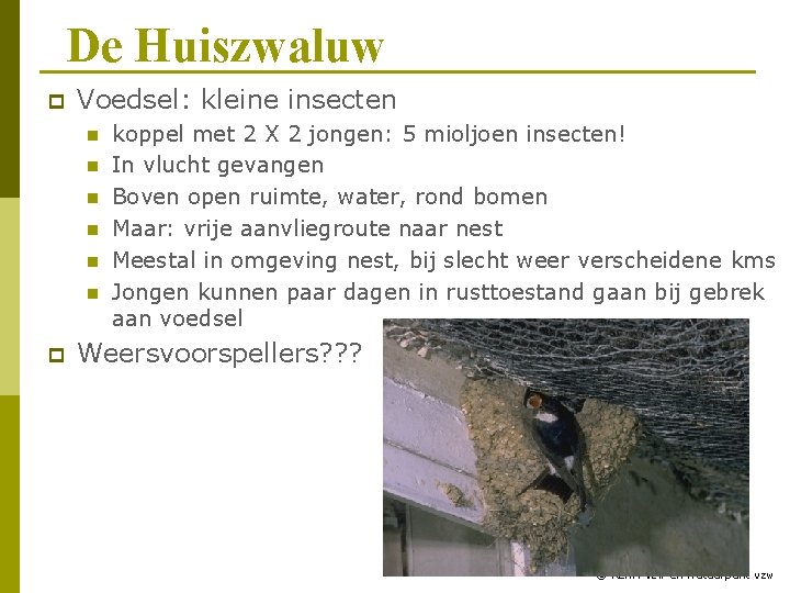 De Huiszwaluw p Voedsel: kleine insecten n n n p koppel met 2 X