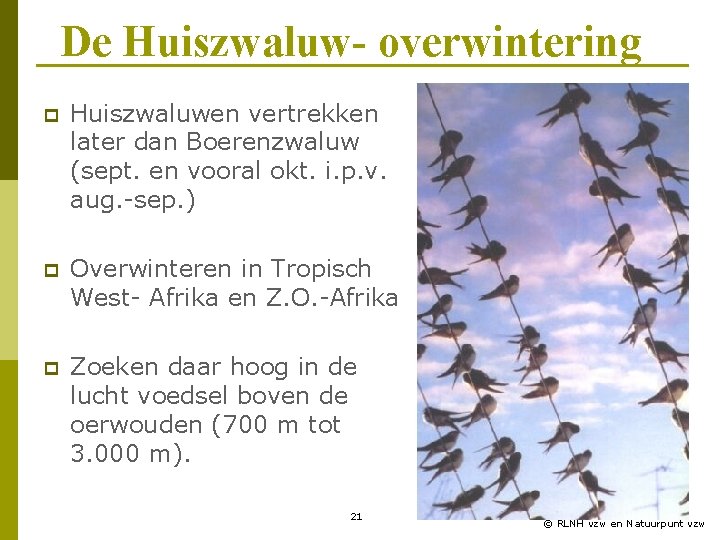 De Huiszwaluw- overwintering p Huiszwaluwen vertrekken later dan Boerenzwaluw (sept. en vooral okt. i.