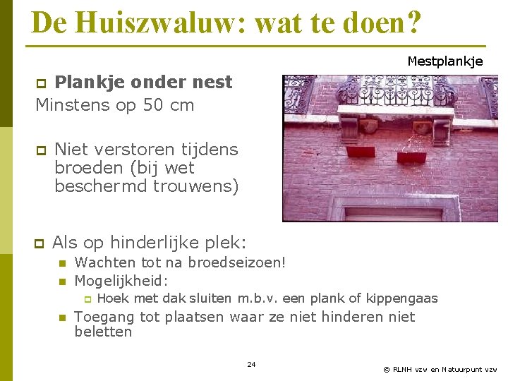 De Huiszwaluw: wat te doen? Mestplankje Plankje onder nest Minstens op 50 cm p