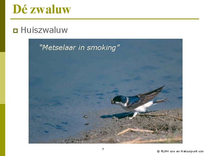 Dé zwaluw p Huiszwaluw “Metselaar in smoking” 7 © RLNH vzw en Natuurpunt vzw