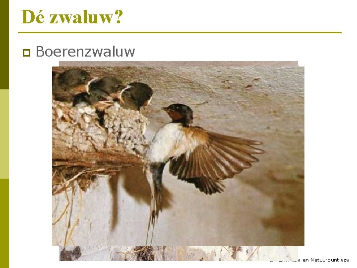 Dé zwaluw? p Boerenzwaluw 8 © RLNH vzw en Natuurpunt vzw 