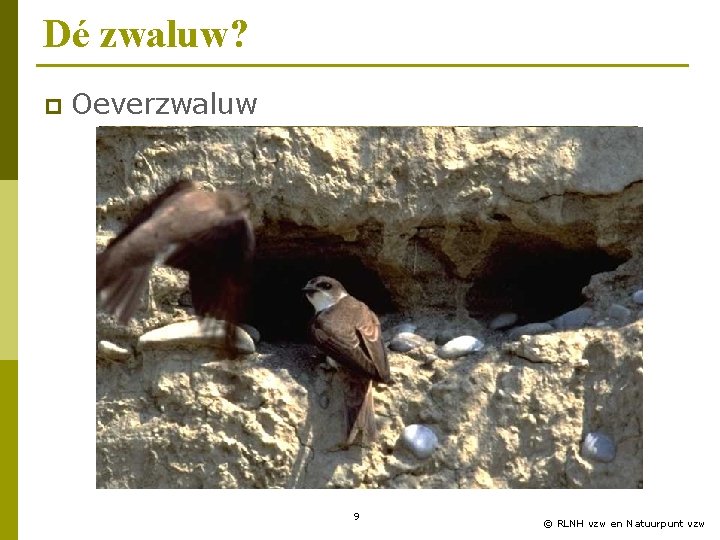 Dé zwaluw? p Oeverzwaluw 9 © RLNH vzw en Natuurpunt vzw 