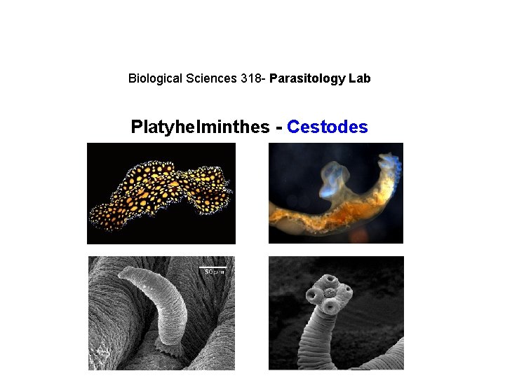 Biological Sciences 318 - Parasitology Lab Platyhelminthes - Cestodes 