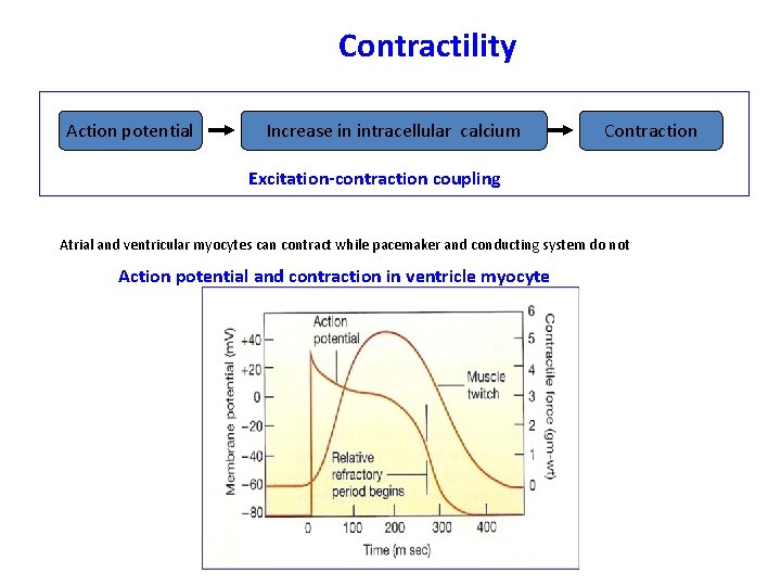 Contractility Action potential Increase in intracellular calcium Contraction Excitation-contraction coupling Atrial and ventricular myocytes